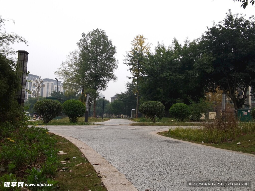 宁静林荫小道景观