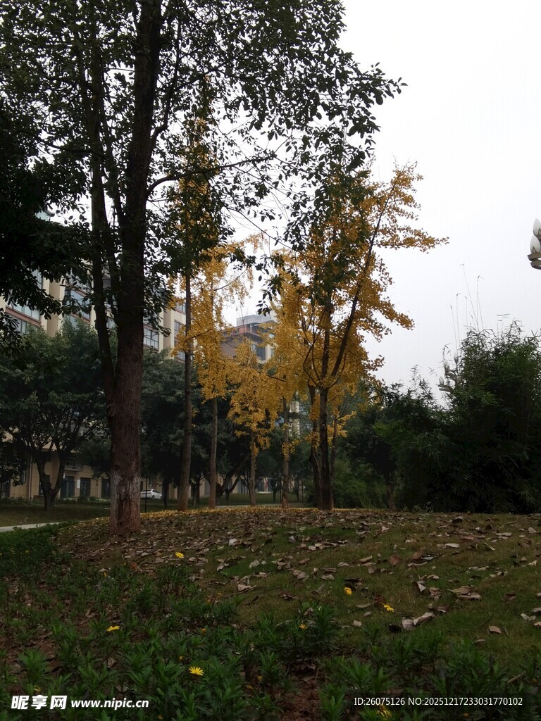 秋日公园银杏树林景致