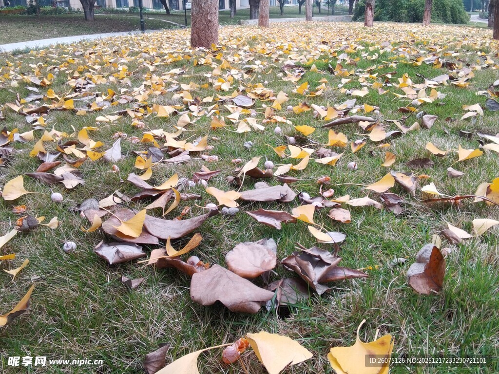 秋日草地银杏落叶景致