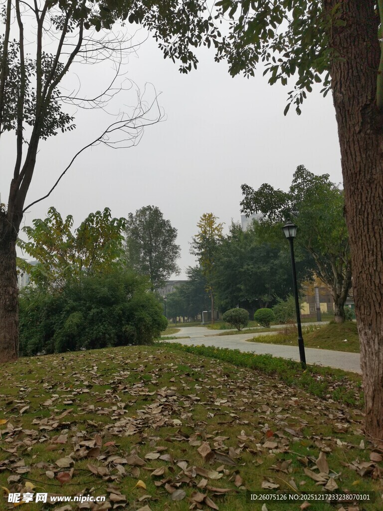 秋日公园落叶铺地景象