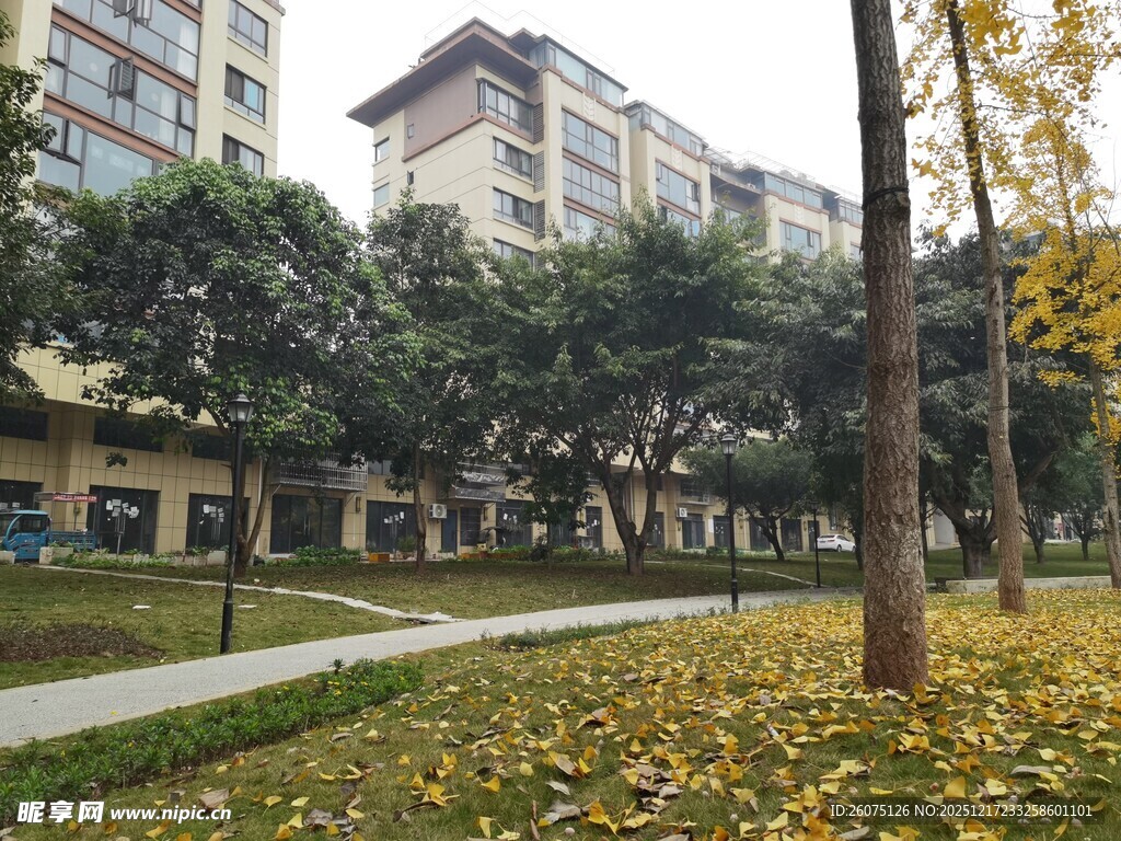 秋日小区内的静谧景致