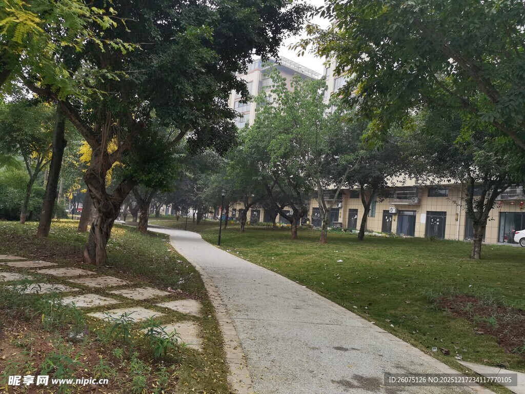 林荫小道静谧的户外景致