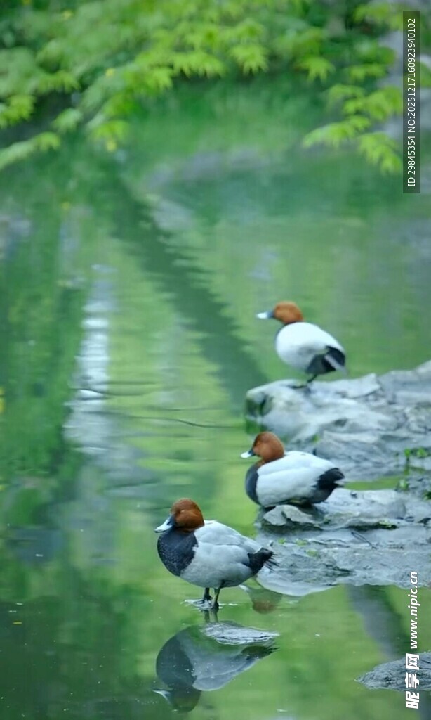 溪边栖息的多彩鸟儿