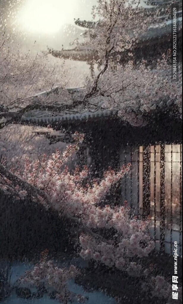 日式庭院樱花烂漫景致