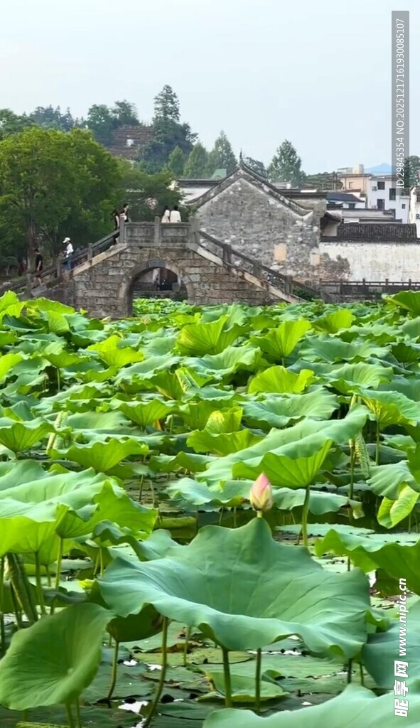 荷塘边的古朴村落