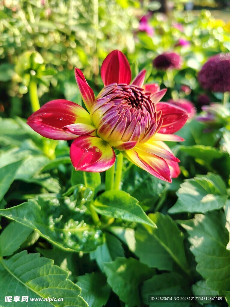 艳丽多彩大丽花