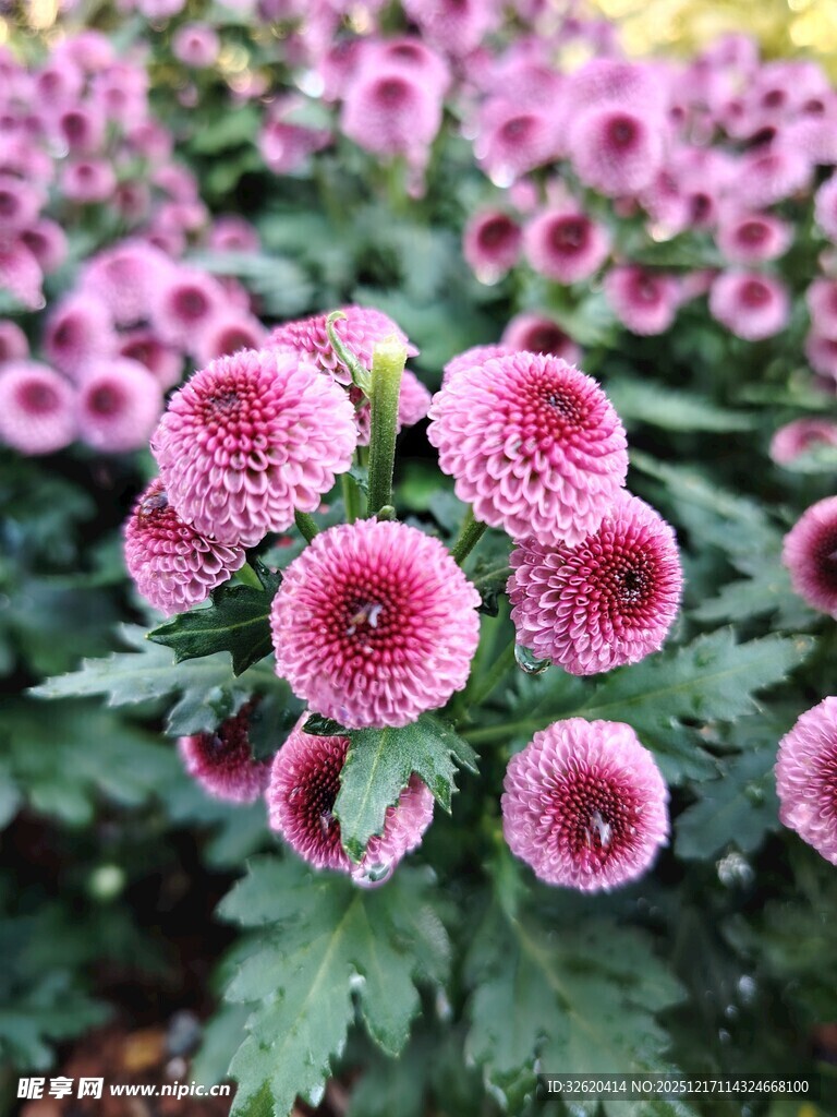 粉色瓜叶菊绽放