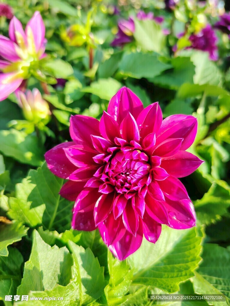 艳丽大丽花绽放