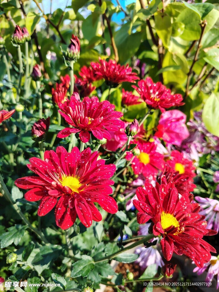 鲜艳红菊花丛绽放