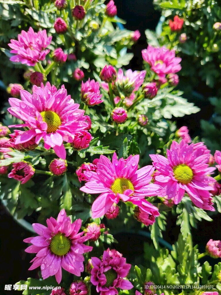 艳丽绽放的粉色菊花