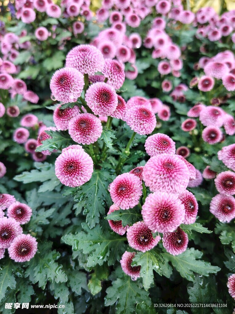 粉色菊花绽放美景