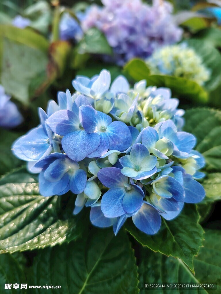 蓝色绣球花绽放