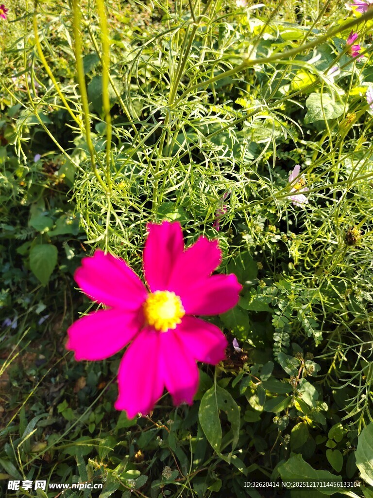 娇艳粉色花朵绽放