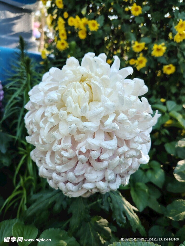 洁白菊花绽放绿叶间