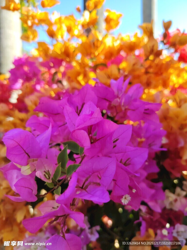 艳丽三角梅绽放