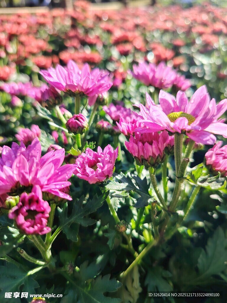 艳丽紫菊绽放花丛