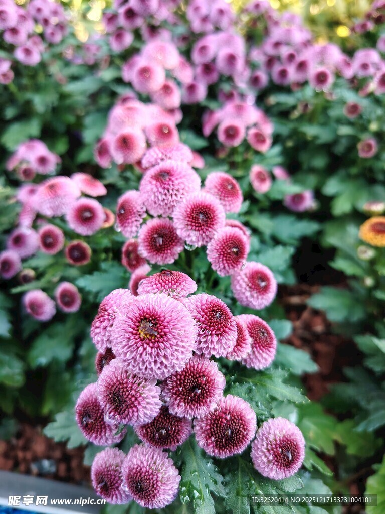 娇艳粉色菊花绽放