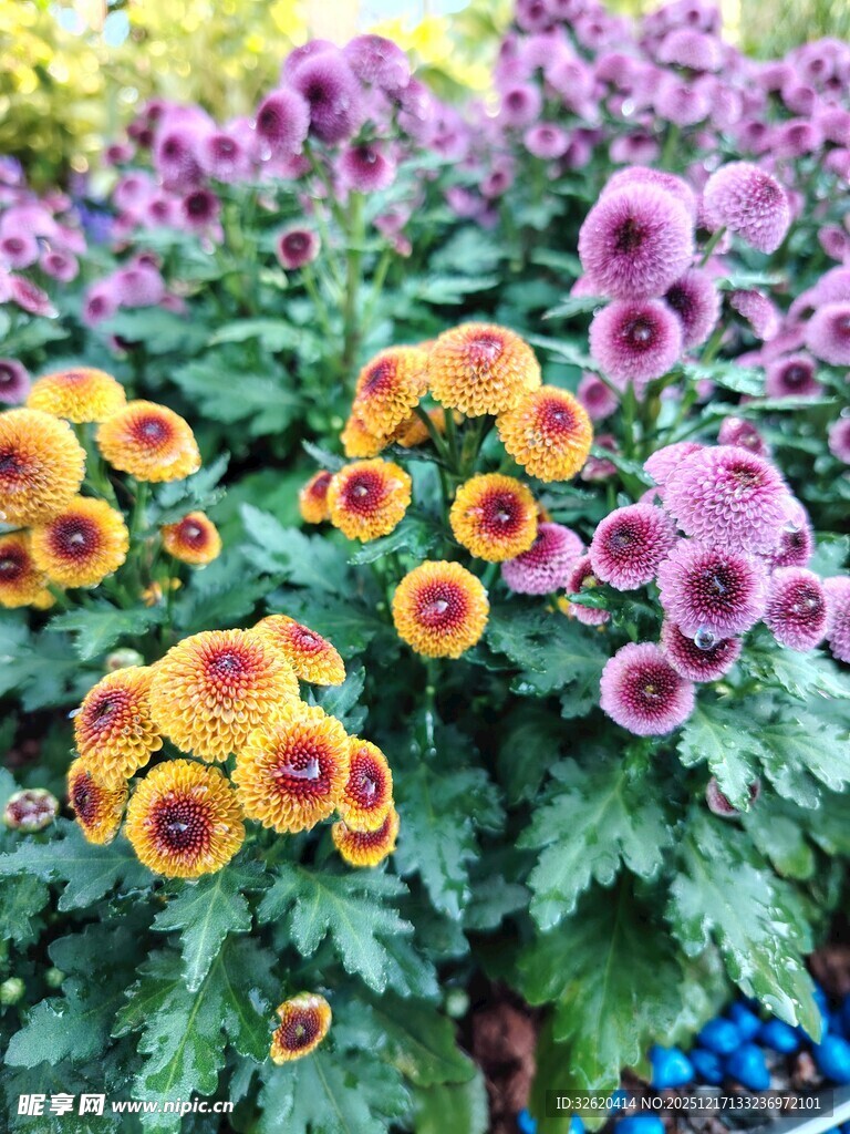 多彩花卉绽放生机