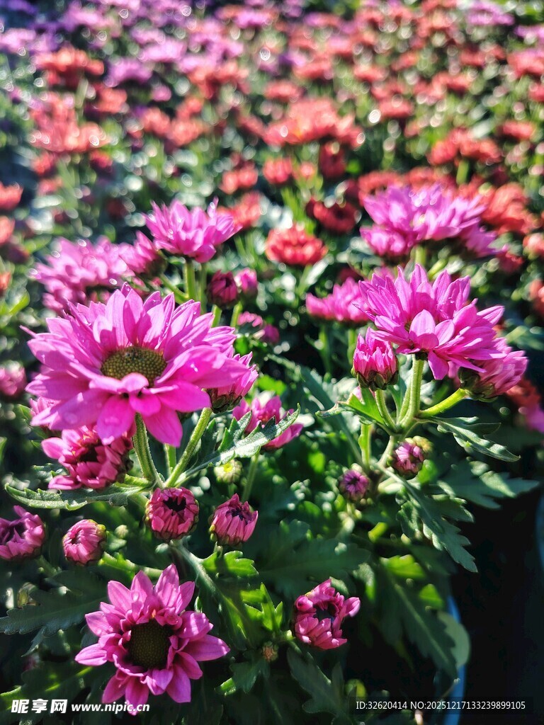 绚丽多彩的盛放花卉