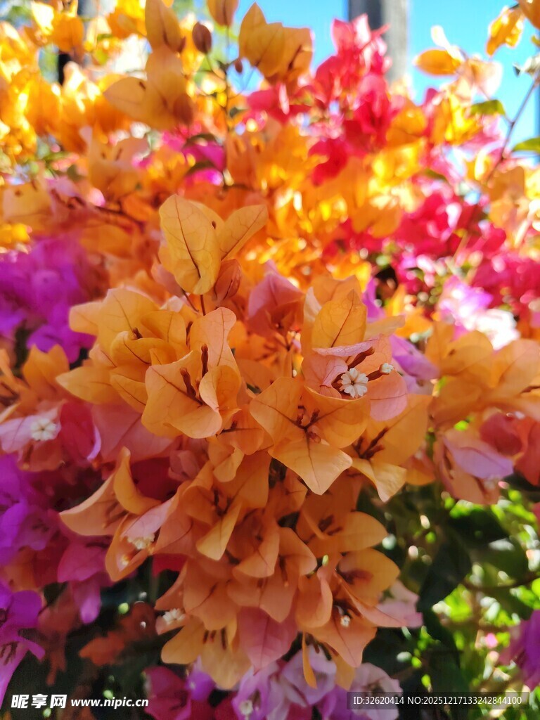 多彩三角梅绽放