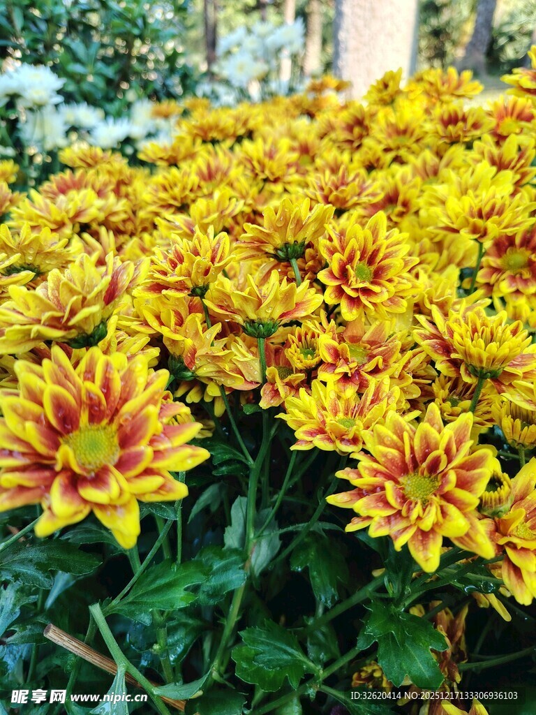 艳丽多彩菊花绽放