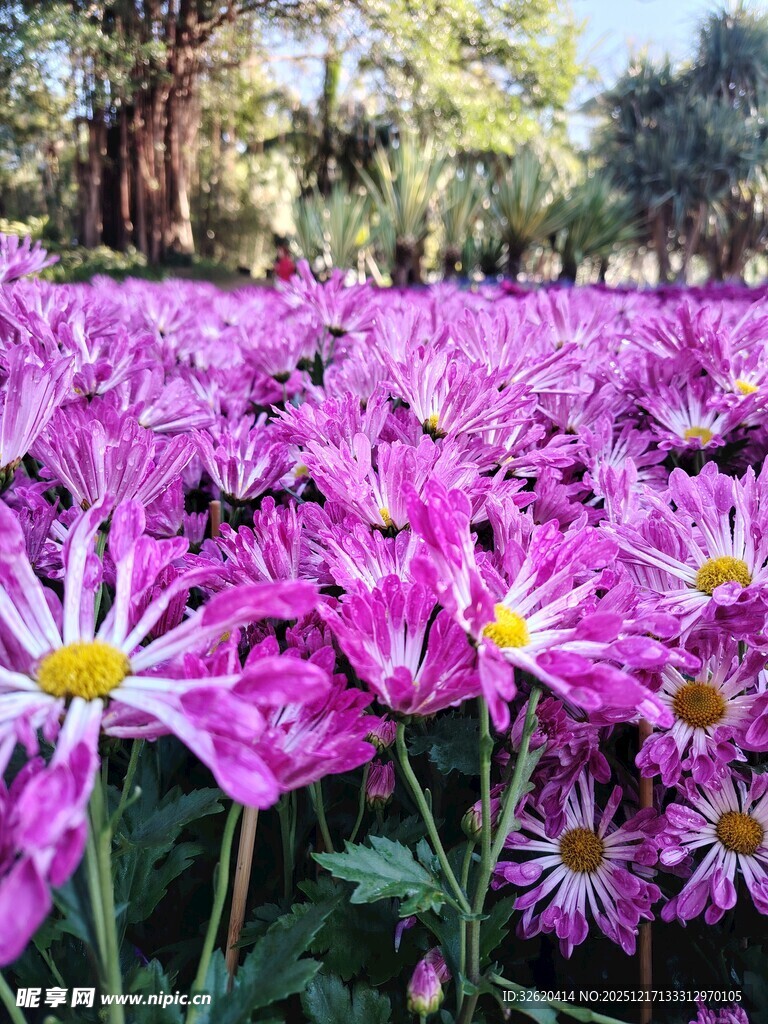 紫色菊花花海美丽绽放