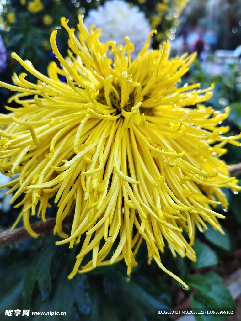 金黄绽放的蓬松菊花