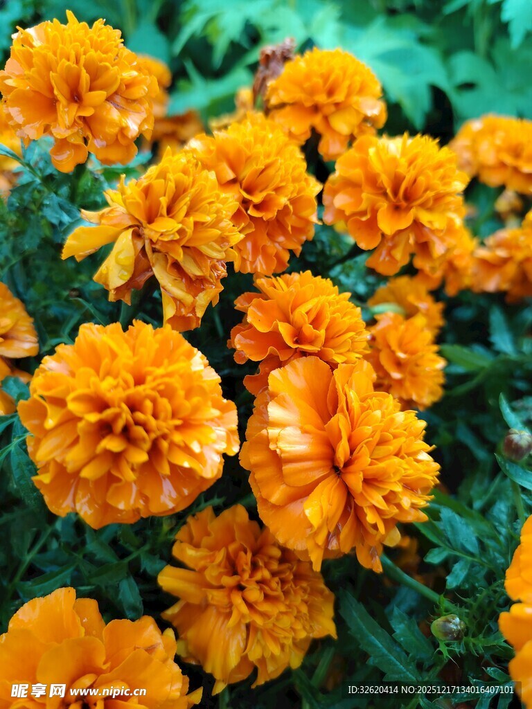 鲜艳万寿菊绽放