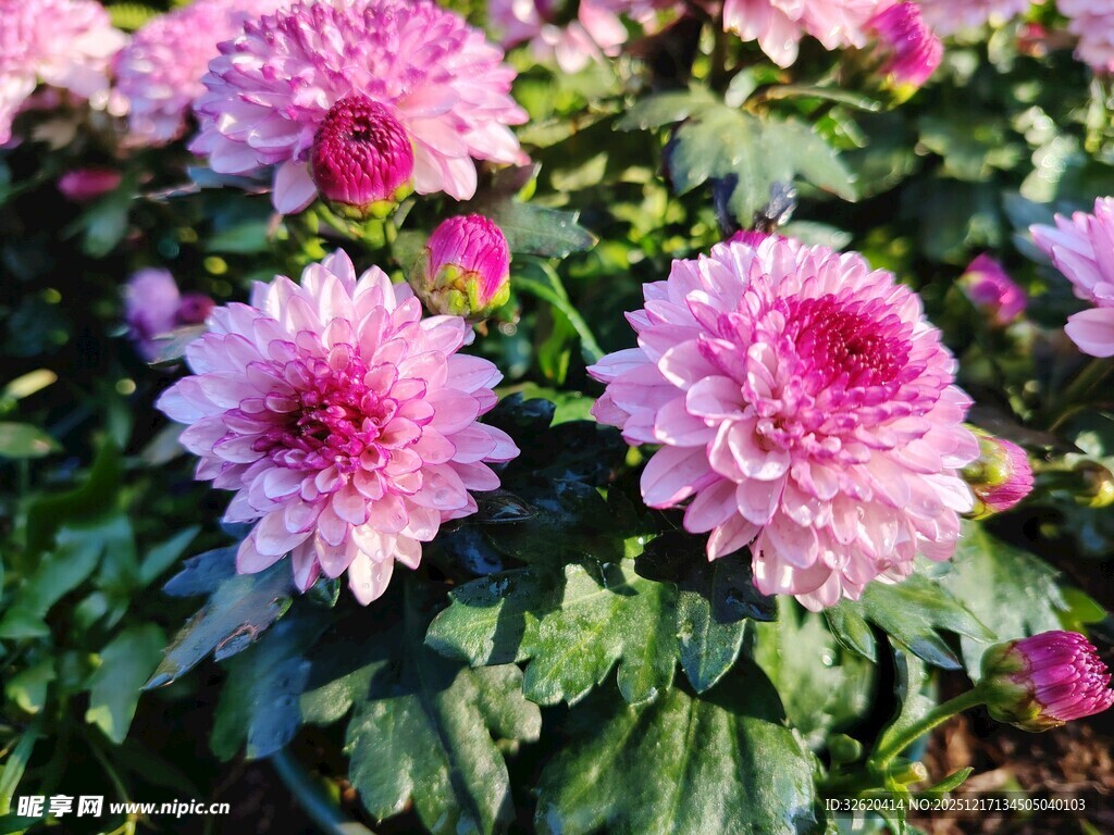 娇艳粉色菊花绽放