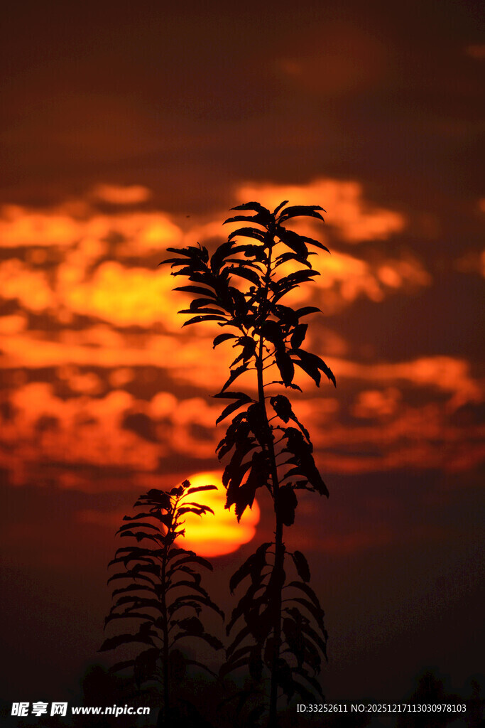 夕阳下的植物剪影