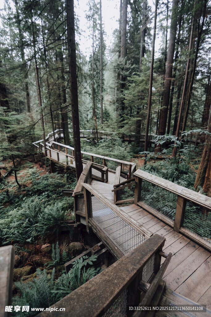 森林中的木质栈道景观