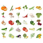 多样蔬菜插画展示