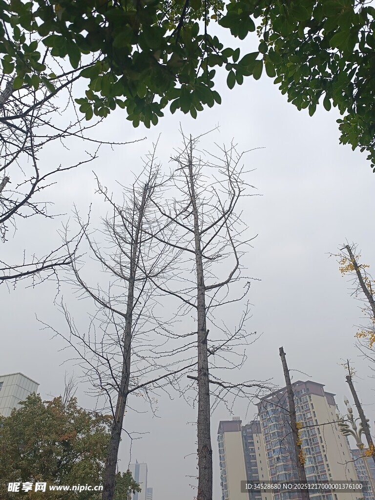 冬日光秃树木与高楼景象