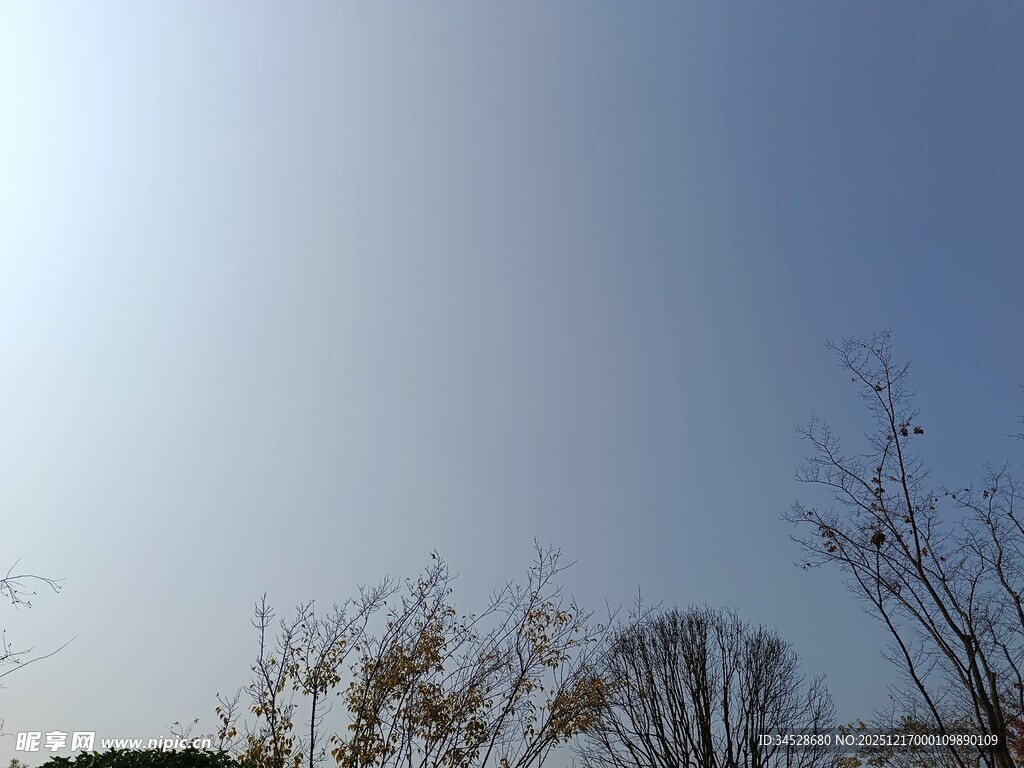 晴朗天空下的稀疏树木