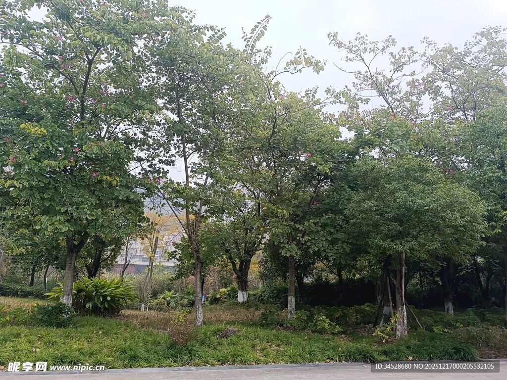 绿树成荫的户外风景