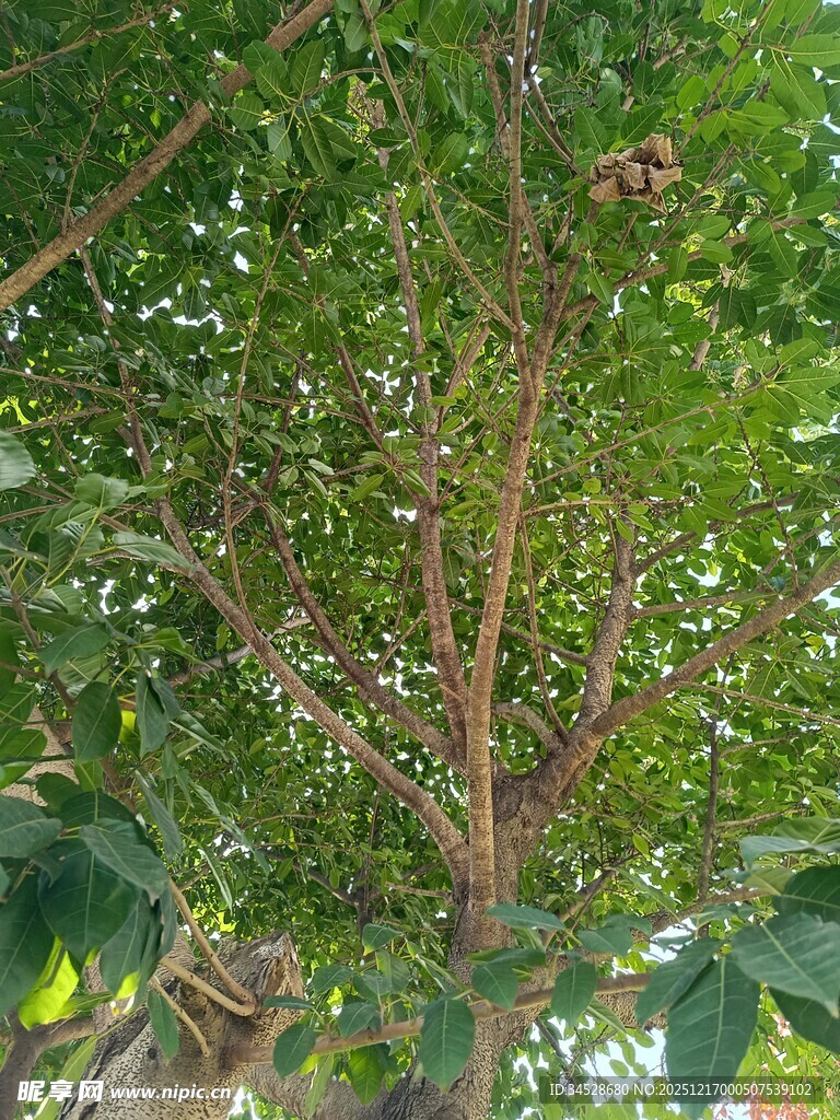 繁茂树木的生机景象