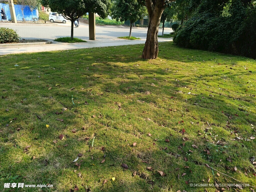 阳光下的翠绿草地