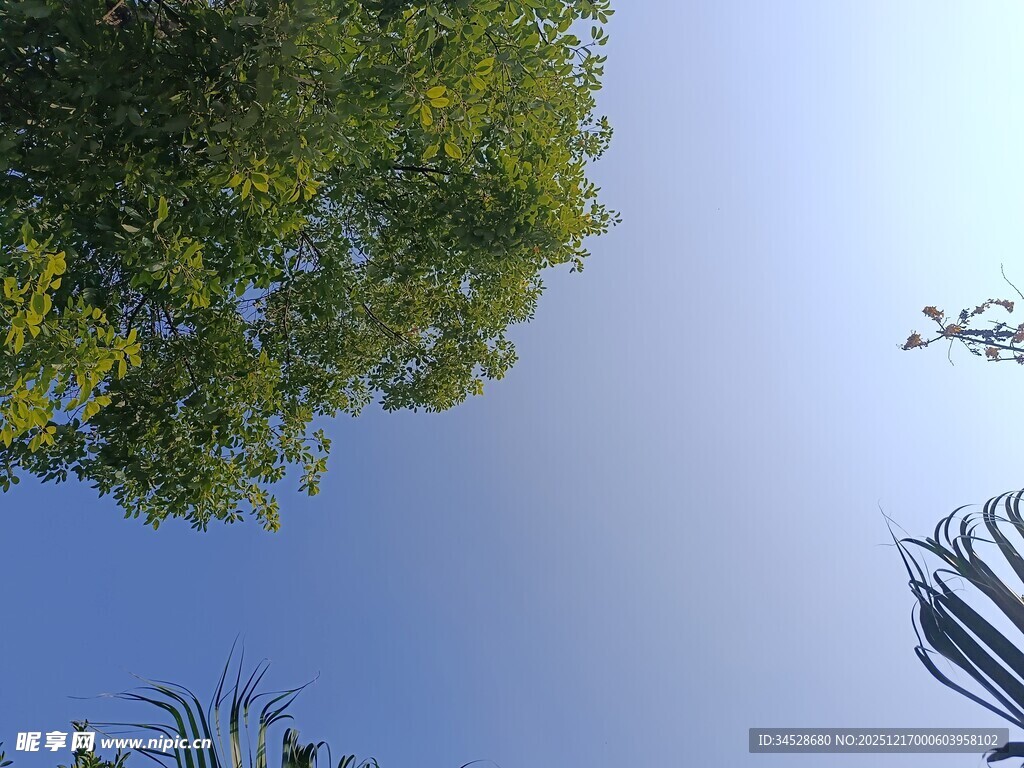 仰视绿树蓝天景致