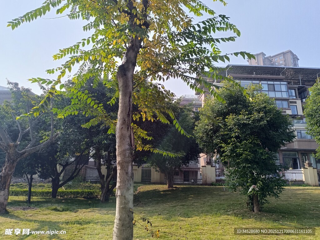 庭院绿树环绕景致宜人