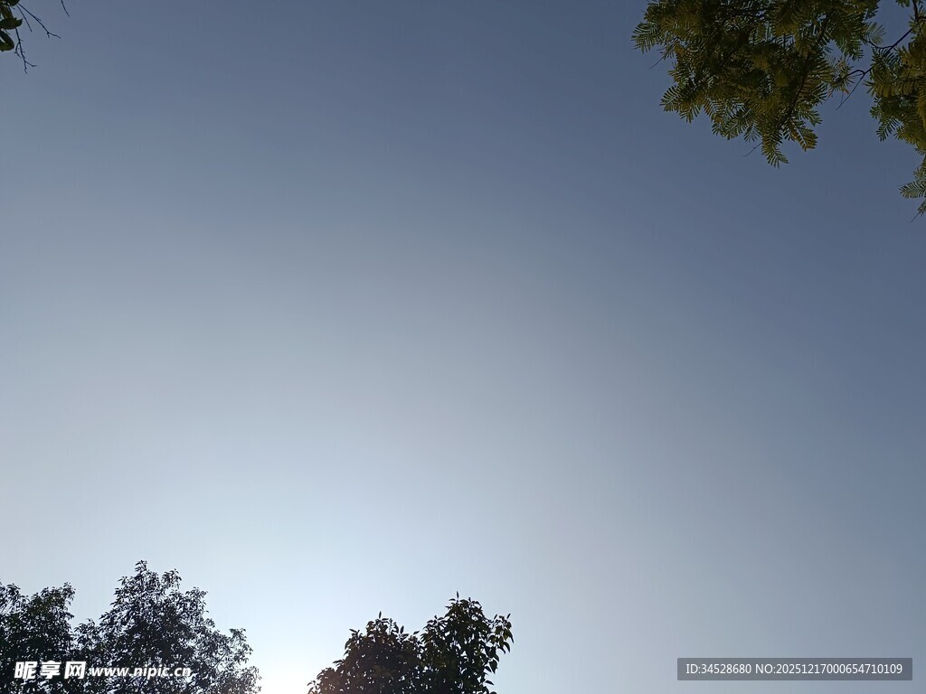 仰视天空中的树木与蓝天