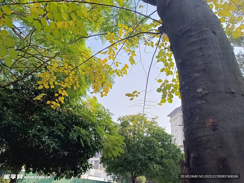 绿荫下的粗壮树干