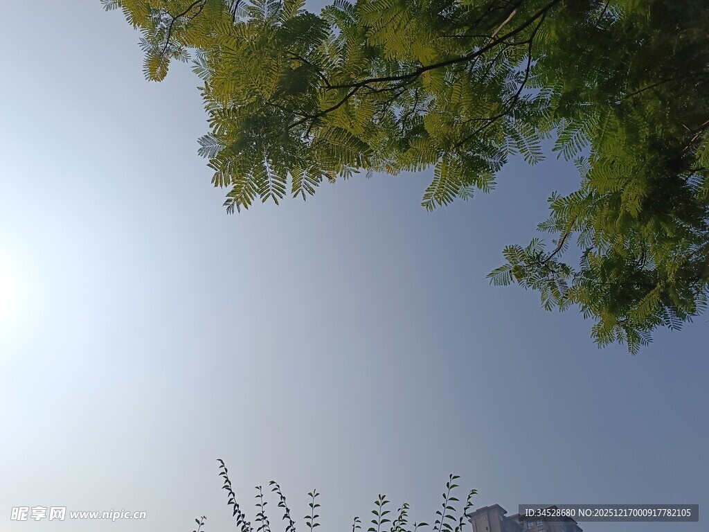 阳光下的绿树蓝天