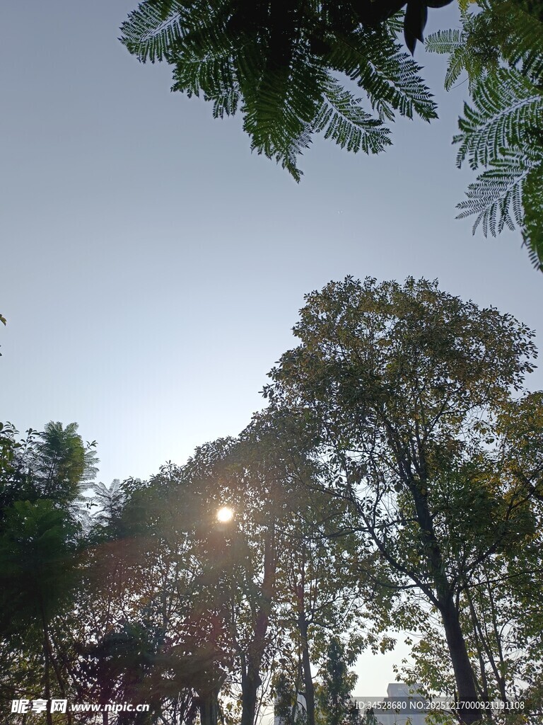 阳光透过树林的美好景象