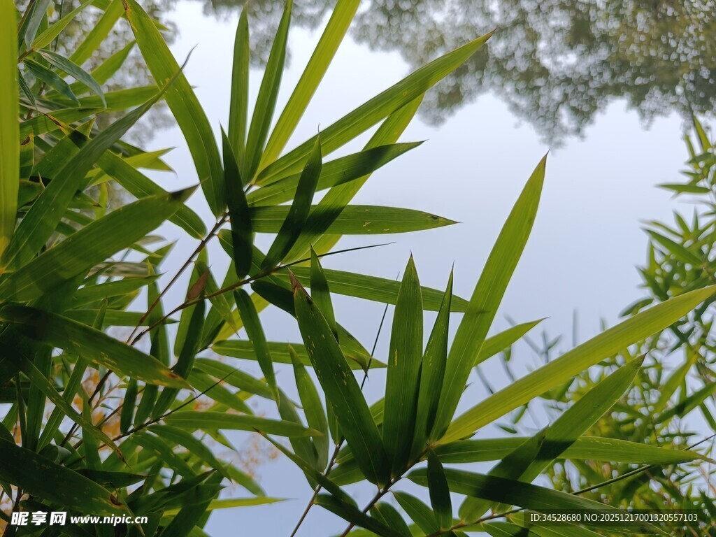 仰视翠绿竹叶
