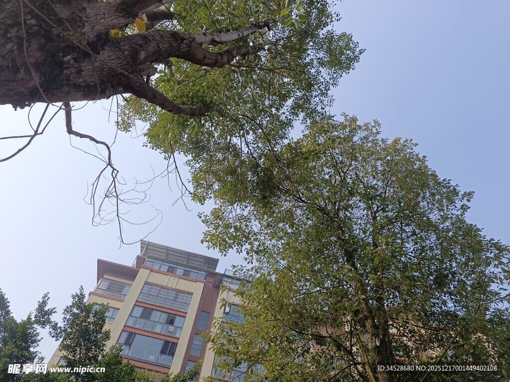 树下仰视的多层建筑