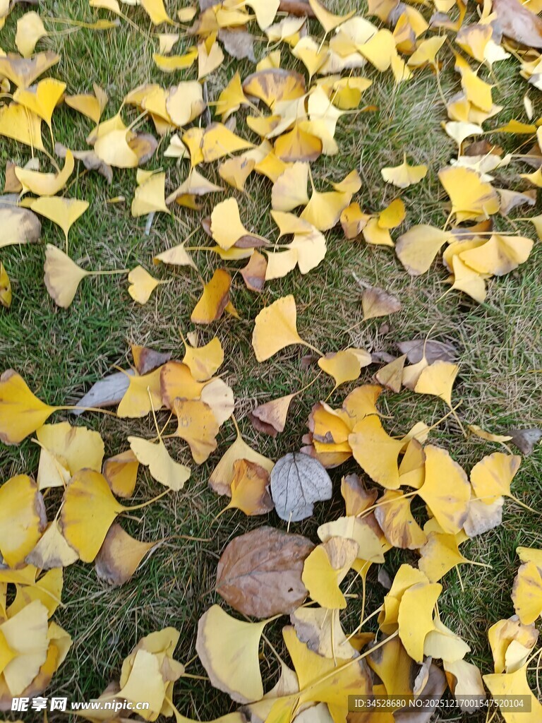 银杏落叶铺就秋日美景