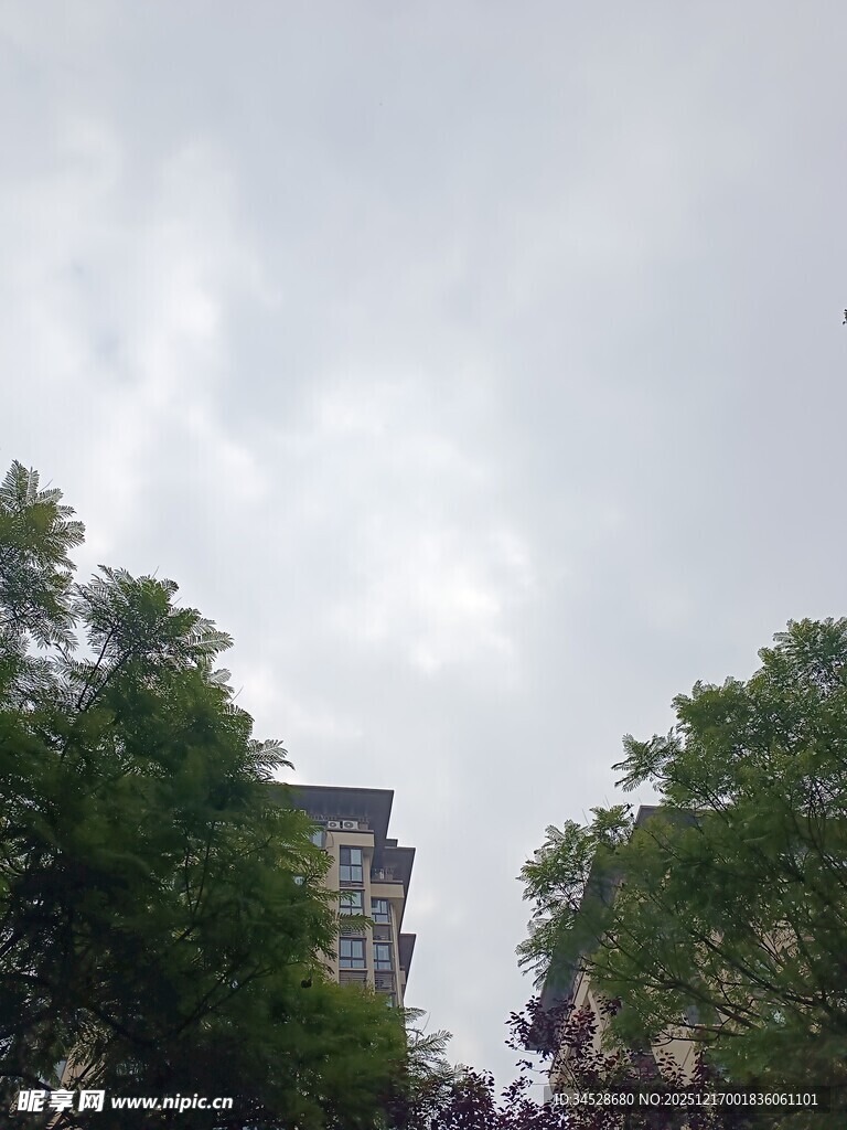 阴天里的绿树与建筑物