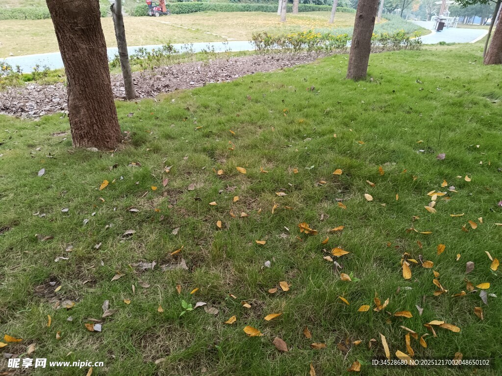 公园草地与树木景观