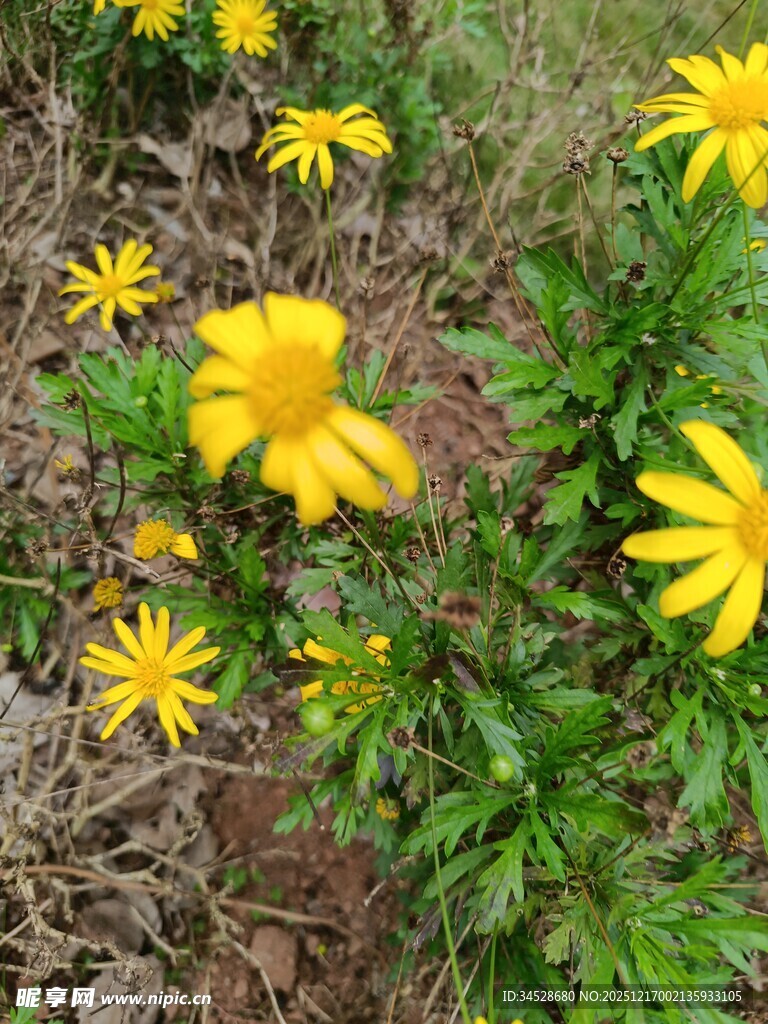 野外绽放的黄色小花