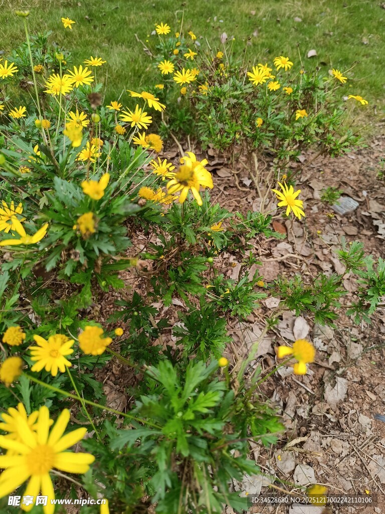 草地中的黄色小花绽放